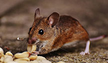 24 Hour & Emergency Exterminators in Southport, IN